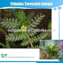 Extracto de planta 100% natural Extracto de Tribulus Terrestris en polvo